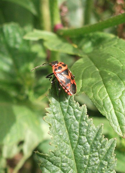 Eurydema ornatum en Tenerife