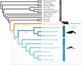 Evolutionary relationships among laurasiatherian mammals as used in molecular evolution analyses