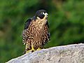 Falco peregrinus ernesti