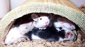 Fancy mice