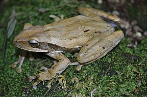 Common tree frog Facts for Kids