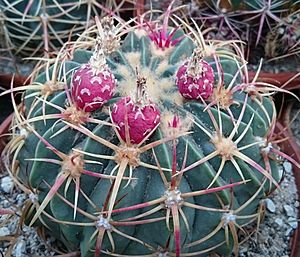 Ferocactus macrodiscus 1098.jpg