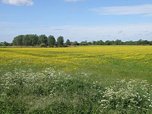 Flood meadow by the Nene near Castor - geograph.org.uk - 1319001