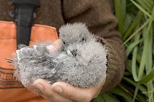 Fork-tailed storm petrel chick (5699395374)
