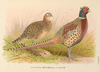 Formosan Ring-necked Pheasant by H. Jones.png