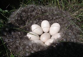 Gadwall Nest