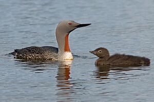 Gavia Stellata Ölfusá 20090606.jpg