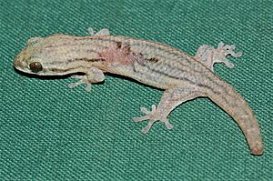 Geckolepis, Kirindy, Madagascar imported from iNaturalist photo 184544827