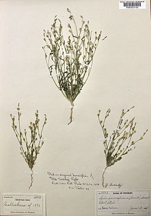 Gilia tweedyi specimen.jpg