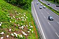 Goats in landscape management at German Highway A 59. Spielvogel 2013