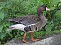 Greater White-fronted Goose RWD2.jpg
