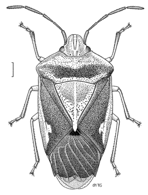 HEMI Acanthosomatidae Oncacontias vittatus f