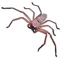 Huntsman spider