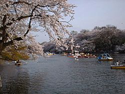 Inokashira Park - Blossom over water1.jpg