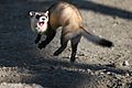 Jumping black footed ferret