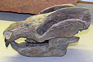 Kayentatherium wellesi