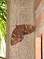 Kourou lepidoptera brown