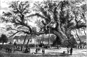 La Nature - 1873 - Durée de vie des arbres- Le vieux chêne de Cowthorpe - p041