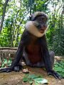 Le singe à ventre rouge au sanctuaire des Singes Drabo Gbo à Togba.2