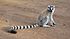 Lemur catta 001.jpg