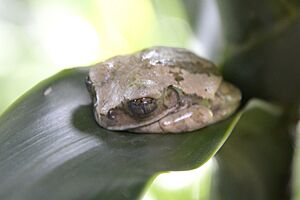 Leptopelis flavomaculatus - MUSE 01 (cropped).JPG