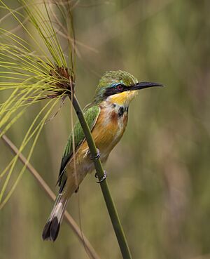 Little bee-eater (Merops pusillus argutus) Namibia.jpg