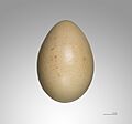 Lophura nycthemera MHNT