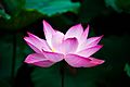 Photograph of the pink lotus flower 