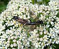 Macrophya mating on Hogweed GT