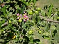 Malpighia glabra blossom and unripe fruits