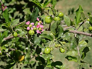 Malpighia glabra blossom and unripe fruits.jpg
