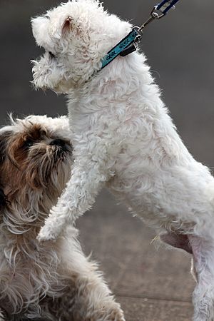 Maltese dog makes new friend (6225569997)