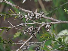 Melaleuca bracteata fruit
