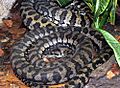 Morelia spilota variegata 2