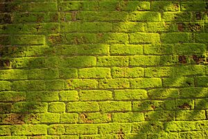 Moss on a wall @ Kanjirappally
