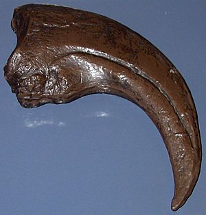 Moulage d'une griffe de baryonyx