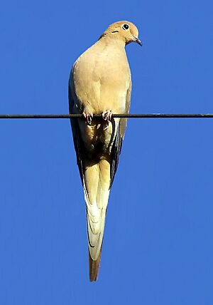 Mourning Dove -sky-2-4c
