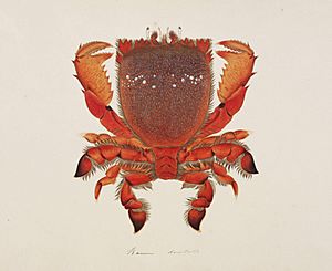 Naturalis Biodiversity Center - RMNH.ART.97 - Ranina ranina - Kawahara Keiga - 1823 - 1829 - Siebold Collection - pencil drawing - water colour