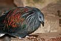 Nicobar Pigeon - Caloenas nicobarica - Relic38