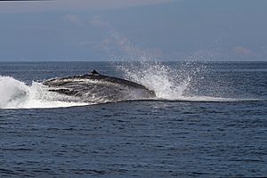 Omura's whale (Balaenoptera omurai) breaching