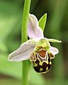 Ophrys apifera flower1