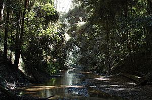 Ourimbah Creek (3953694757)