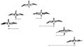 PSM V84 D217 2 Flocking habit of migratory birds fig5