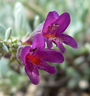 Penstemon thompsoniae ssp jaegeri 8.jpg