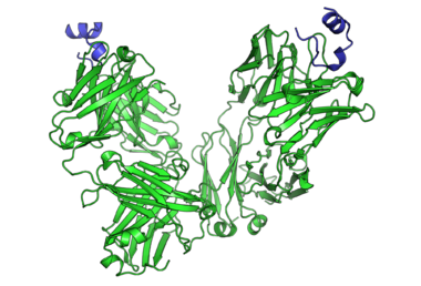 Peptide bound to Rituximab FAB.png