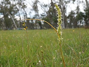 Prasophyllum petilum (habit)