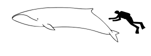 Pygmy right whale size.svg