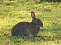 Rabbit (Oryctolagus cuniculus) (5562739802)