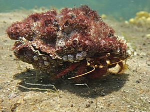 Red Hermit Crab-Pagurus sinuatus.jpg