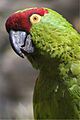 Rhynchopsitta pachyrhyncha -Edinburgh Zoo, Scotland-8a